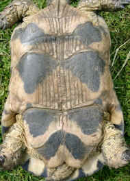 Plastron Breitrandschildkrte, weiblich
