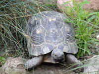 Testudo marginata