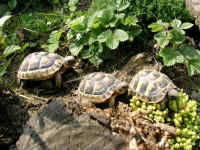 Haltung_Schildkroeten_4.JPG (62995 Byte)