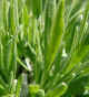 Lavendel_1.JPG (58932 Byte)