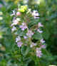 Thymian_1.JPG (34665 Byte)