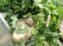 Nachzuchten_i.JPG (49897 Byte)