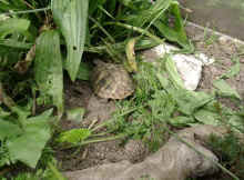 Nachzuchten_j.JPG (47371 Byte)