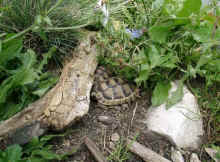 Nachzuchten_l.JPG (53193 Byte)