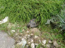 Nachzuchten_n.JPG (61537 Byte)