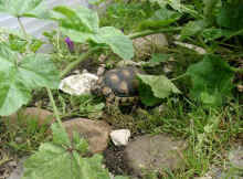 Nachzuchten_p.JPG (50057 Byte)