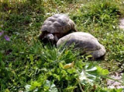 Paarung Marginata c.JPG (35905 Byte)