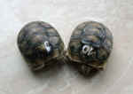 Breitrandschildkroete_2007_4u.5.JPG (65960 Byte)