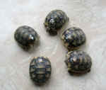 Breitrandschildkroete_2007_komplett.JPG (77688 Byte)