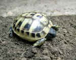 Griechische_Landschildkroete_2007_1.JPG (48183 Byte)
