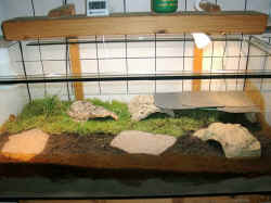 Terrarium Landschildrk�te