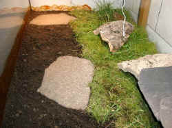 Terrarium Landschildrk�te