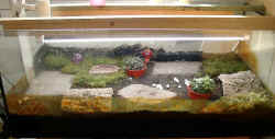 Terrarium Landschildrk�te