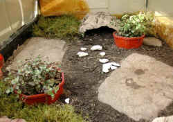 Terrarium Landschildrk�te