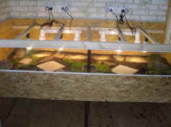 terrarium_neu_2.JPG (32169 Byte)
