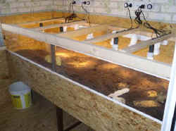 terrarium_neu_5.jpg (35642 Byte)