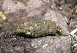 Kot1.JPG (60981 Byte)