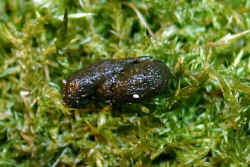 Kot.JPG (64627 Byte)