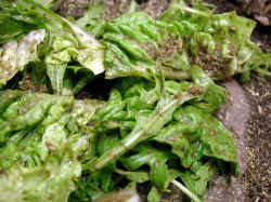 Salat_und_Agrobs.JPG (67255 Byte)