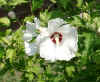 Hibiskus.JPG (53973 Byte)