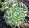 Steingarten_1.JPG (43748 Byte)