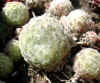 Steingarten_7.JPG (42446 Byte)