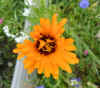 pflanzen_14.jpg (62609 Byte)