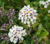 pflanzen_18.jpg (66698 Byte)