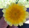 pflanzen_1.jpg (53140 Byte)