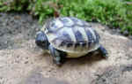 griechische_schildkroete_1.JPG (41741 Byte)