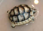 marginata_1.JPG (34383 Byte)