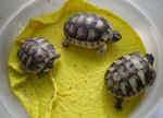 griechen_und_breitraender_2009.JPG (34157 Byte)