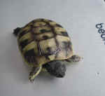 griechische_landschildkroete_2009_1.JPG (24112 Byte)