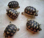 Schlpflinge der Breitrandschildkrte