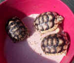 Testudo marginata