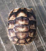 Testudo marginata