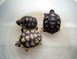 breitrandschildkroete_11_a.JPG (19402 Byte)
