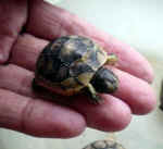 breitrandschildkroete_11_d.JPG (23451 Byte)