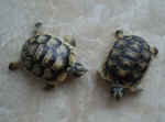 breitrandschildkroeten_gelege.JPG (25583 Byte)