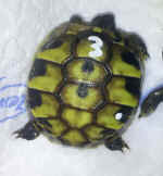 Griechische Landschildkrte