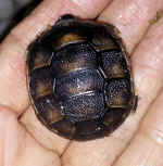 Breitrandschildkrten