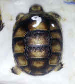 Breitrandschildkrte