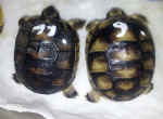 Breitrandschildkrten